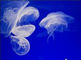 Jellyfish 3 by Sea life